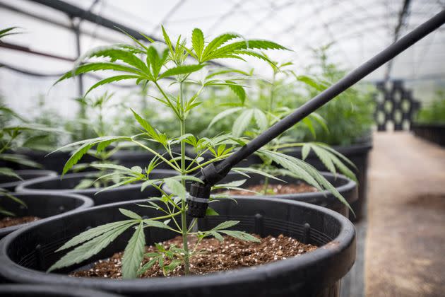 Irrigation System Watering Cannabis Plant in Greenhouse. (Photo: kmatija via Getty Images)