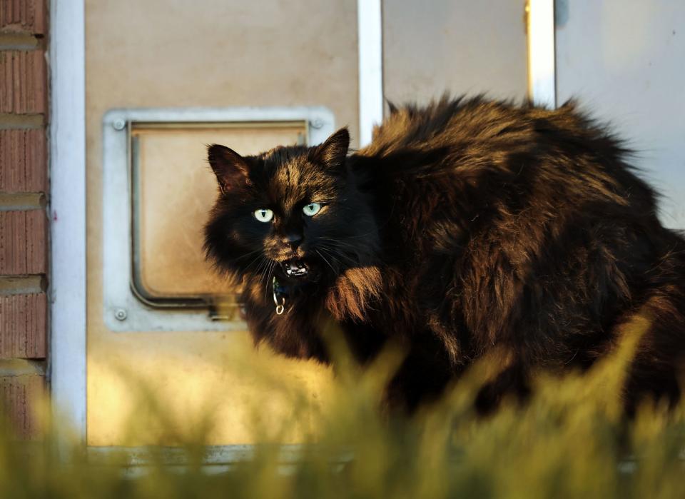 A cat stands next to its door at a home in Salt Lake City on Thursday, Dec. 14, 2023. Nature Communications journal has released a study noting that free-ranging cats (i.e., owned or unowned cats with access to the outdoor environment) “are amongst the most problematic invasive species in the world.” | Laura Seitz, Deseret News