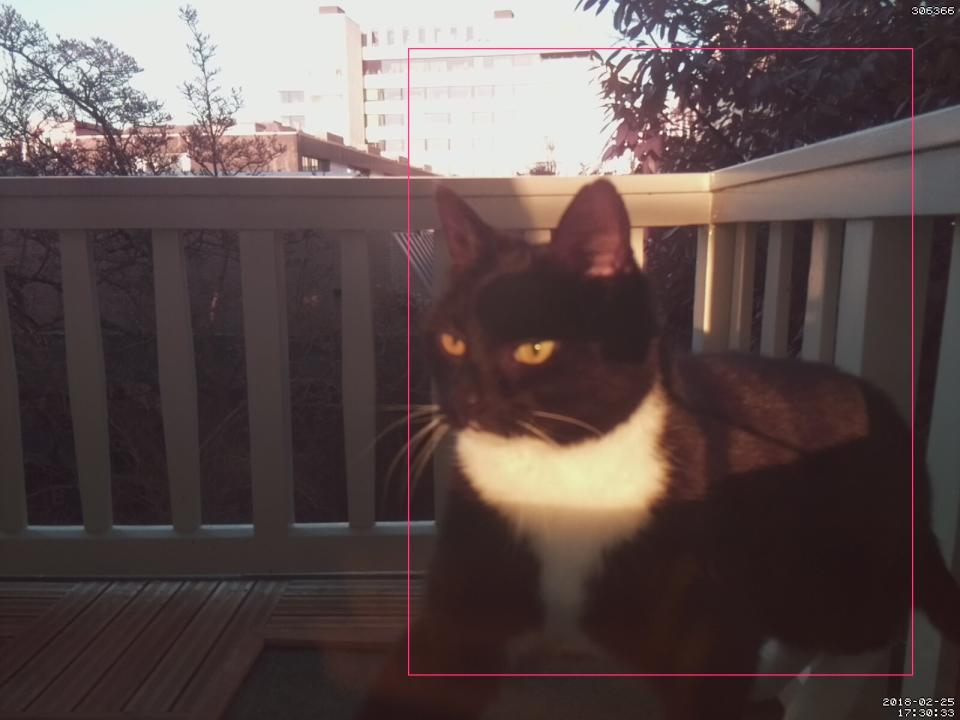 cat facial recognition