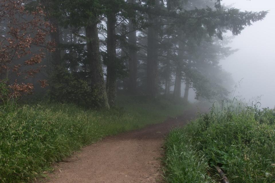 Fog moves into the Purisima Creek Redwoods Open Space Preserve south of San Francisco. Redwoods obtain a large share of their water supply from fog. <a href="https://flic.kr/p/UbmKk4" rel="nofollow noopener" target="_blank" data-ylk="slk:Justin Dolske/Flickr;elm:context_link;itc:0;sec:content-canvas" class="link ">Justin Dolske/Flickr</a>, <a href="http://creativecommons.org/licenses/by/4.0/" rel="nofollow noopener" target="_blank" data-ylk="slk:CC BY;elm:context_link;itc:0;sec:content-canvas" class="link ">CC BY</a>