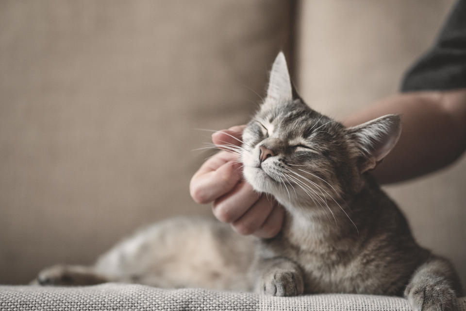 gray striped cat with womans hand on a brown background. World Pet Day.