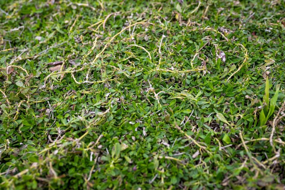 A close-up view of Kurapia groundcover at Christie and Ray Mahr's Ventura home.