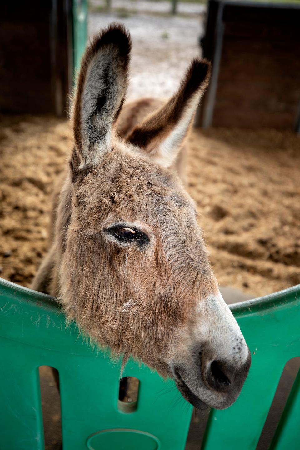 Luigi, a mini donkey at Hope Equine Rescue in Winter Haven.