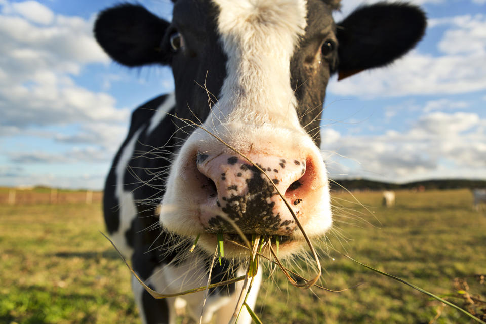 <em>Brexit – Arla Foods has warned that both sides of negotiations should be pragmatic and sensible (Picture: Getty)</em>