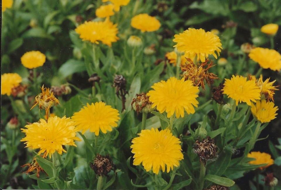 Zinnias are heat-loving annuals from Mexico that relish bright light.