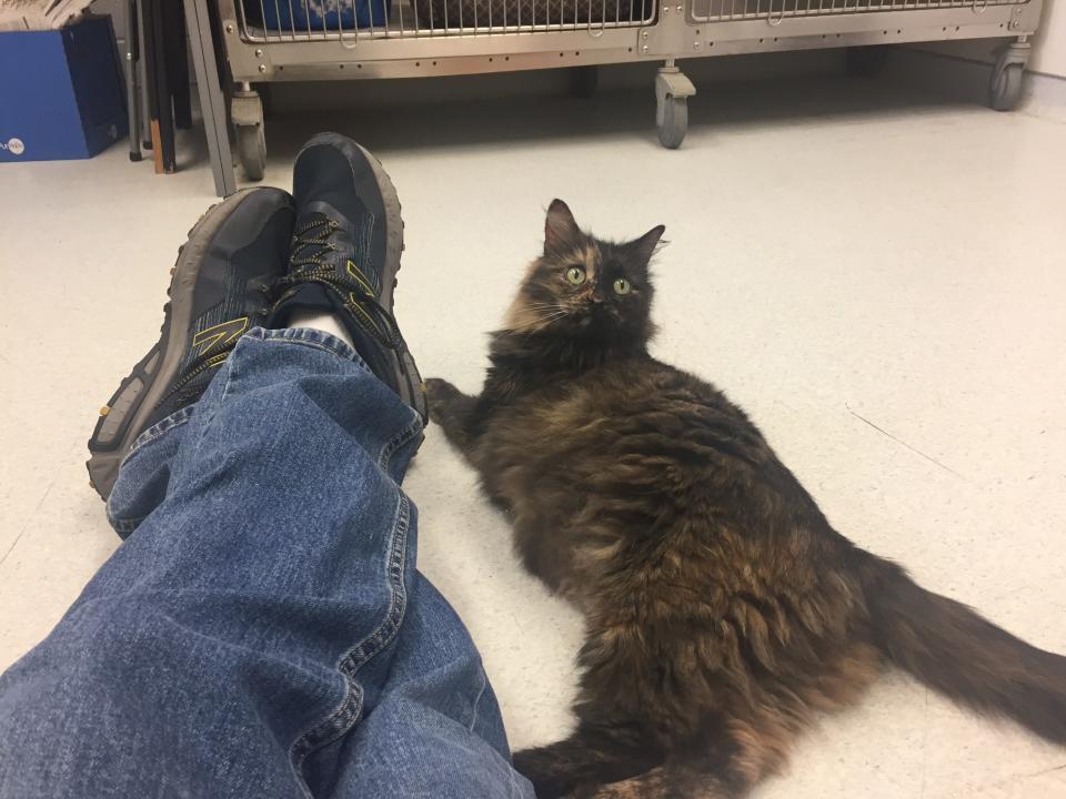 Hanging out with Tortie at the Humane Society of Richland County.