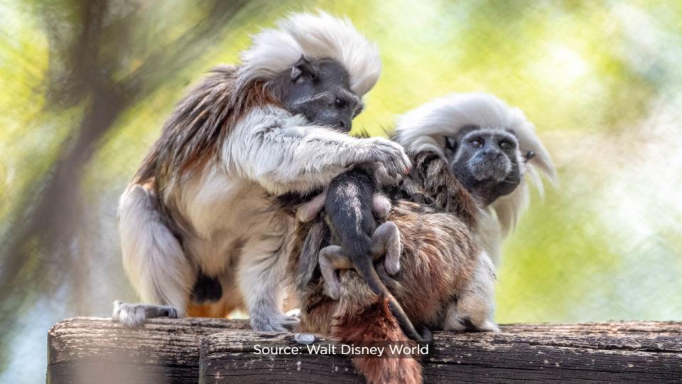 The pair are clinging tightly to their parents as they explore their new home on Discovery Island.