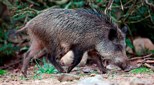 The three adults were found unconscious after reportedly eating wild boar following a hunting trip. Picture: Supplied