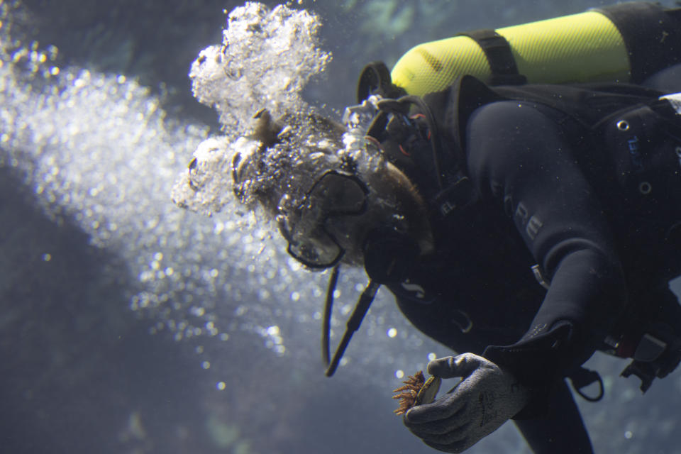 Divers with gloved hands gently nestled the first self-bred corals from the World Coral Conservatory project amongst their cousins in Europe's largest coral reef at the Burgers' Zoo in Arnhem, eastern Netherlands, Monday, April 22, 2024. (AP Photo/Peter Dejong)