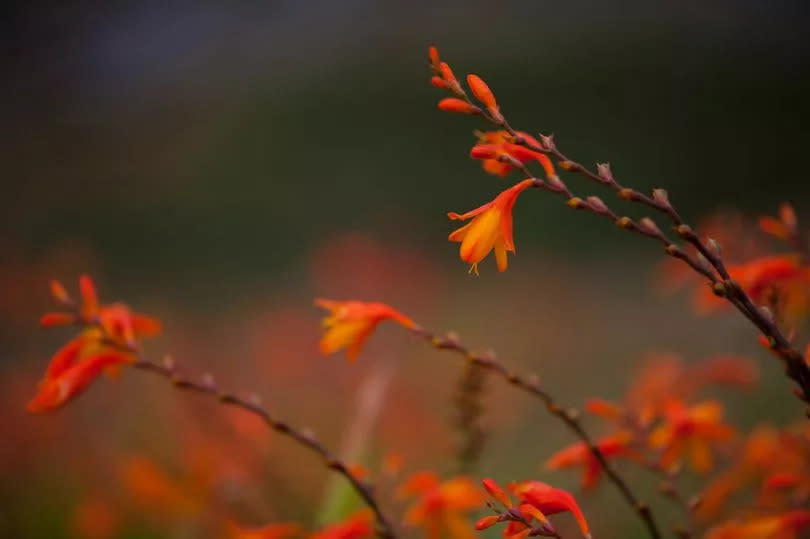 Crocosmia, often called monbretia, is a good choice for those new to gardening or who have little time to dedicate to their garden