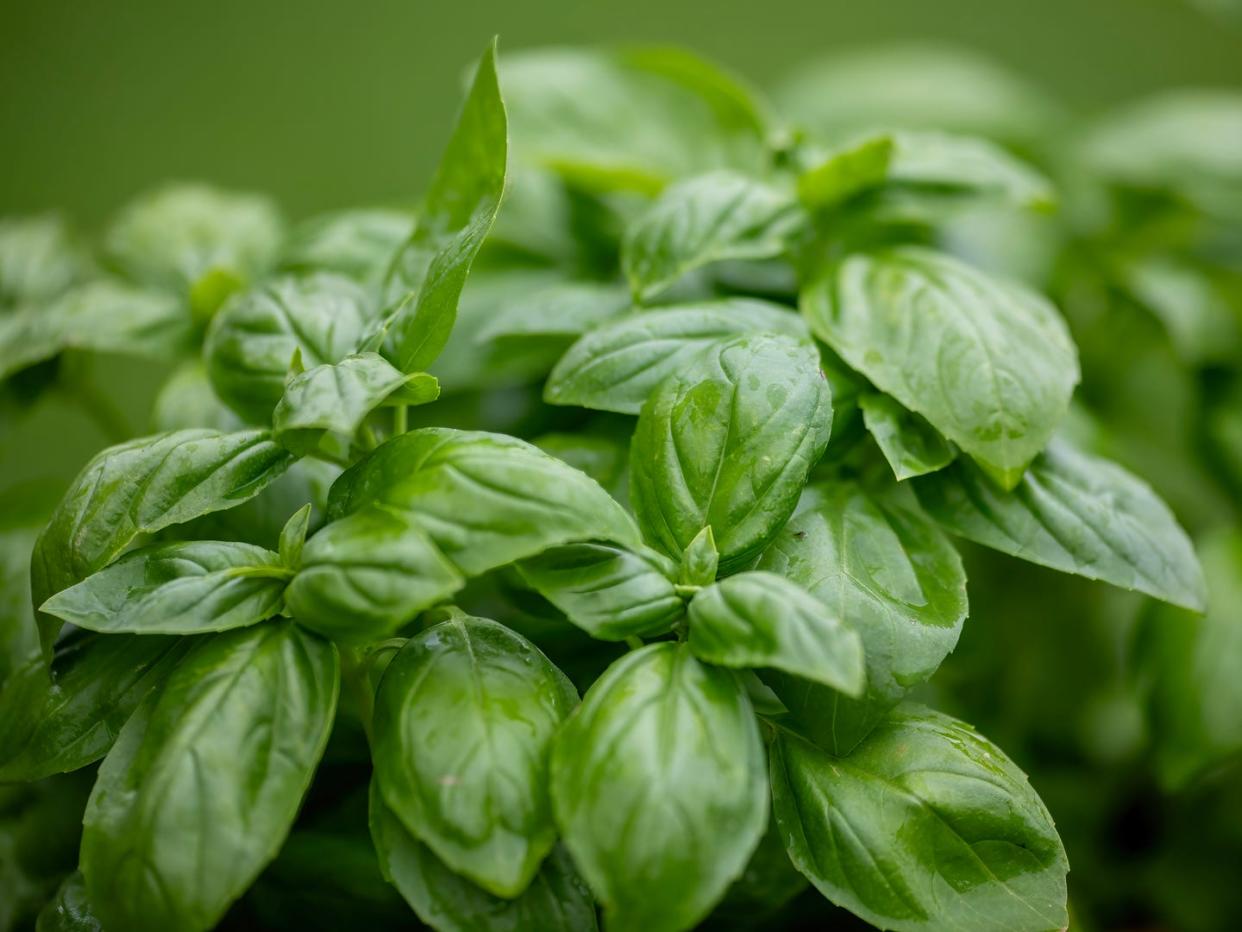 plants that repel bugs basil