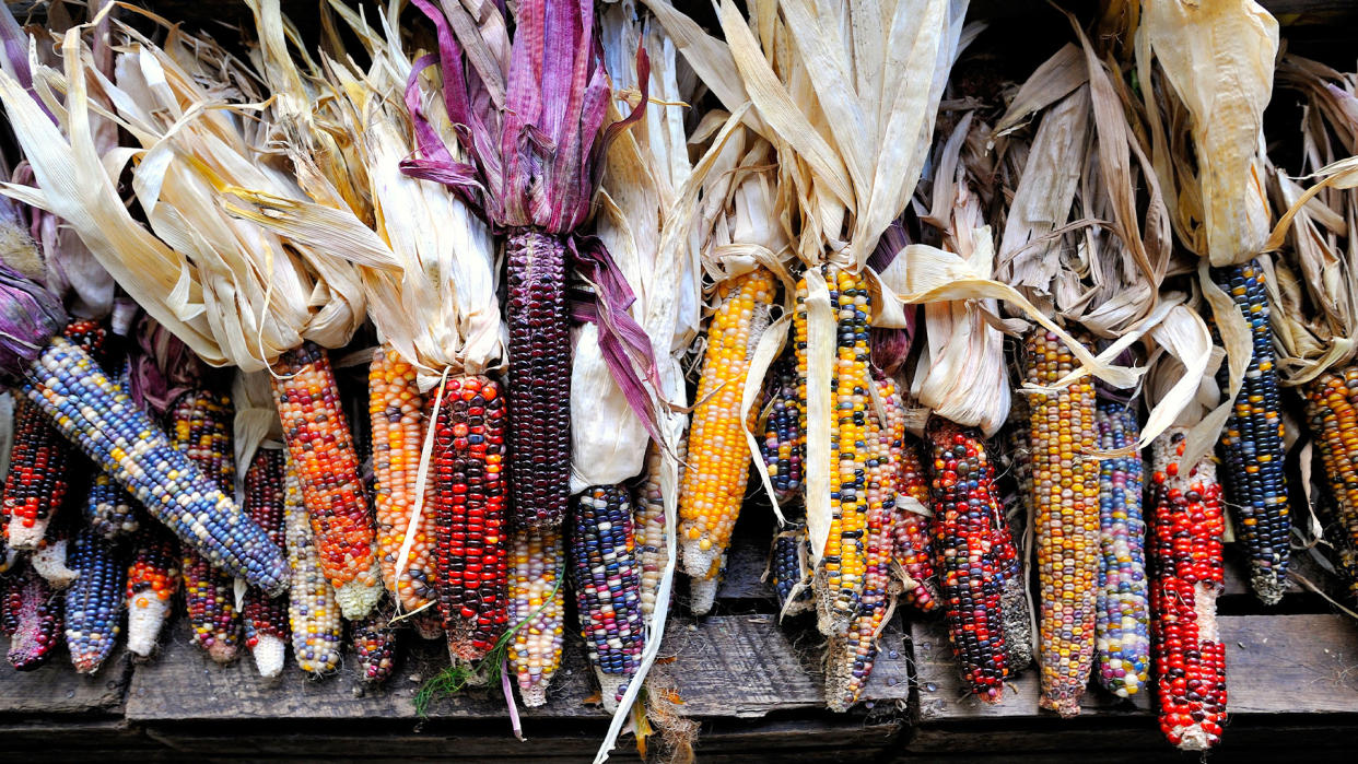  Ears of "Indian" corn. 