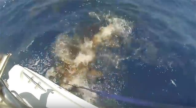 The large school of sharks were met 35km offshore. Source: 7 News