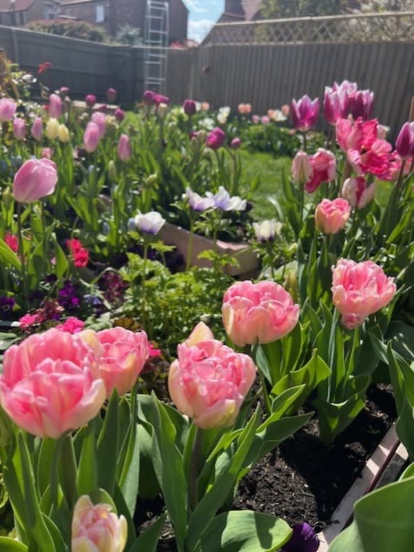 <p>Gina Mellard - Gina's Flower Garden on Instagram</p>