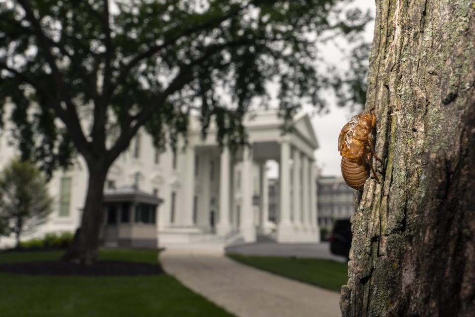 A shell of a Brood X cicada is seen on a tree on the North Lawn of the White House in Washington, Tuesday, May 25, 2021. Reporters traveling to the United Kingdom ahead of President Joe Biden’s first overseas trip were delayed seven hours after their chartered plane was overrun by cicadas. The Washington, D.C., area is among the many parts of the country confronting the swarm of Brood X, a large emergence of the loud 17-year insects that take to dive-bombing onto moving vehicles and unsuspecting passersby. Weather and crew rest issues also contributed to the flight delay.(AP Photo/Carolyn Kaster)