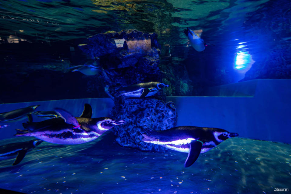 墨田水族館