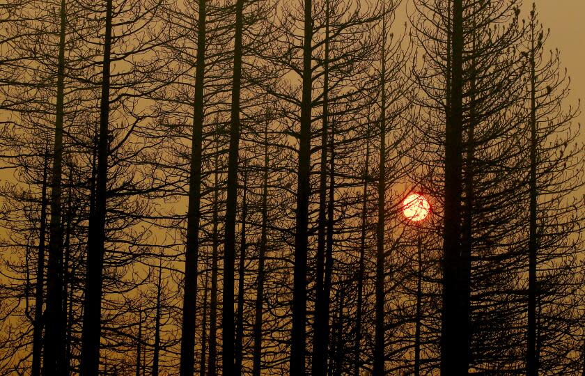 JANESVILLE, CALIF. - AUG. 18, 2021. The setting sun is obscured by burned trees and a pall of smoke from the Dixie Fire near Janesville, Calif., on Friday, Aug. 20, 2021. The wildfire has burned more than 1,100 square miles, destroyed 659 homes and is only about 30 percent contained. (Luis Sinco / Los Angeles Times)