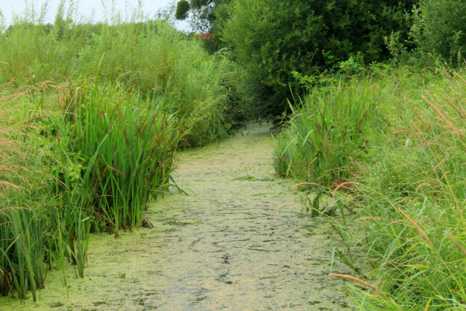 A small pond with a green layering of algal bloom. 