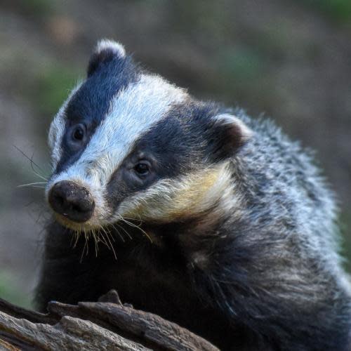 Badger