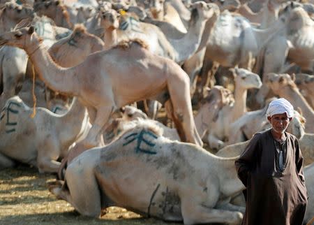 Faraj al-Gammal, 50, a camel trader, shows his camels for sale at the Birqash Camel Market, ahead of Eid al-Adha or Festival of Sacrifice, on the outskirts of Cairo, Egypt August 17, 2018. REUTERS/Amr Abdallah Dalsh