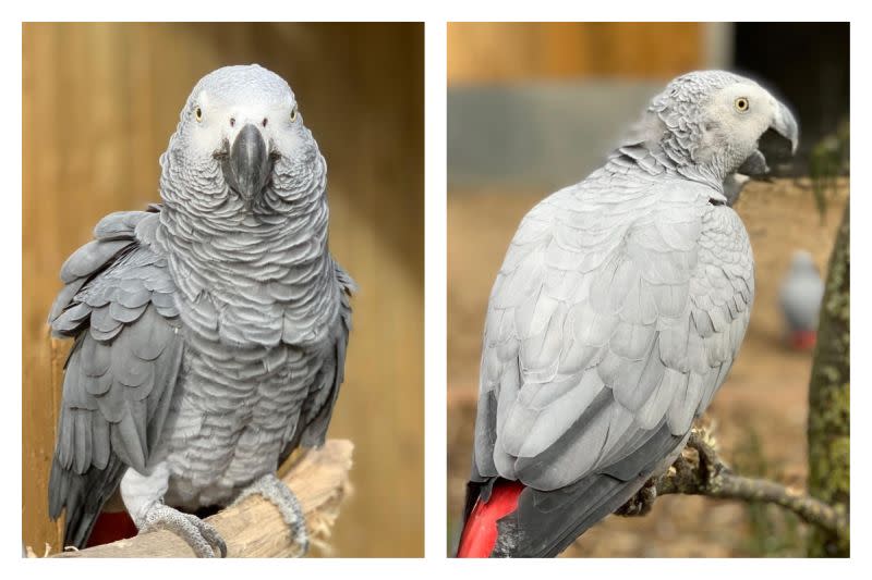 ▲英國一間動物園的鸚鵡因為太常罵髒話，被請出園區，移入不公開的鳥園「思過」。（圖／翻攝自「Lincolnshire Wildlife Park」的臉書）