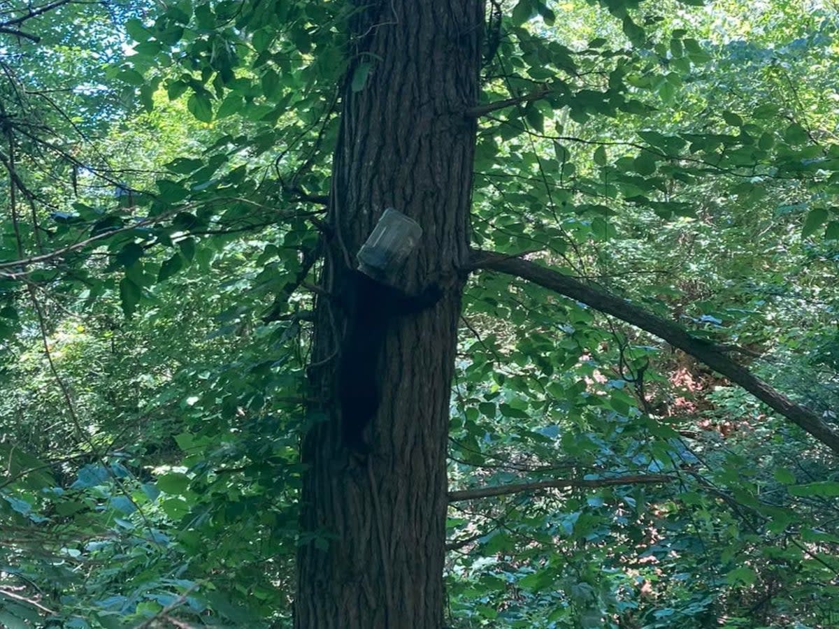 The bear, with the plastic container on its head, climbs a tree (Tennessee Wildlife Resources Agency/Facebook)