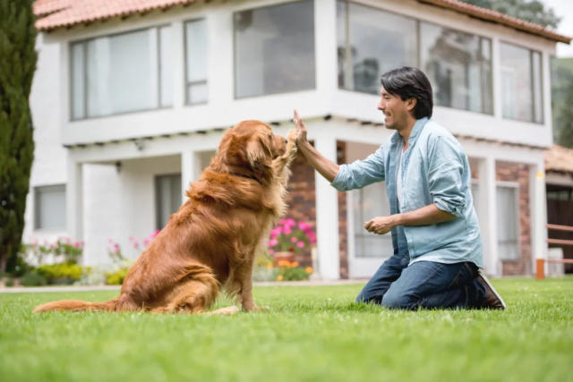 Dog Training And Non-Food Rewards  