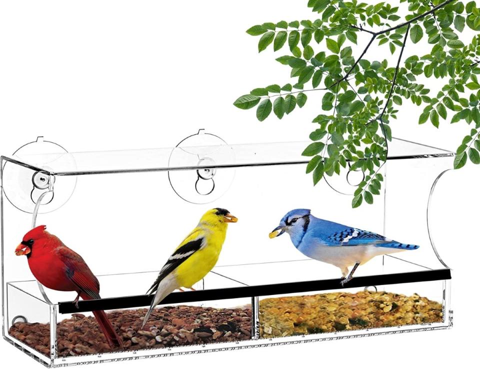 Window bird feeder with two types of birdseed and a cardinal, American goldfinch, and bluejay