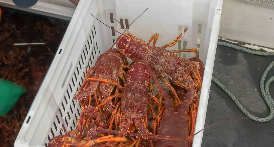 Close-up of lobsters in a crate.