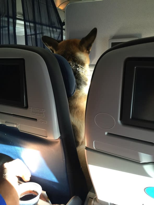 German Shepherd sits in own plane seat like a human