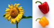 左為向日葵，右為甜椒。（示意圖來源／維基百科）
