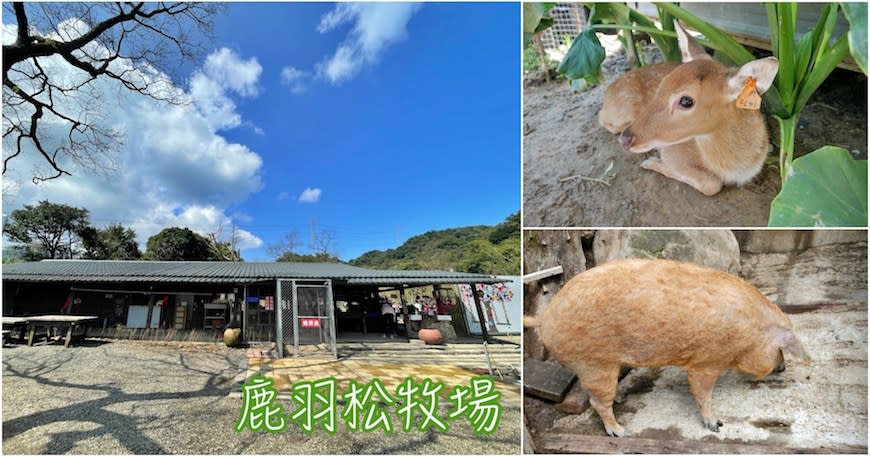 新北金山｜鹿羽松牧場