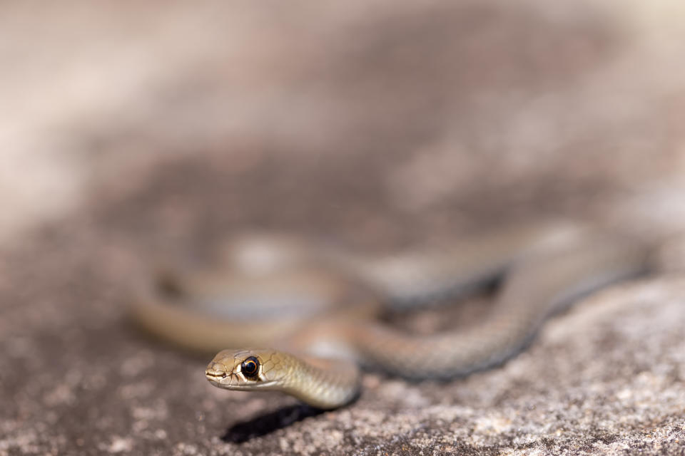 Close up of Yellow-faced Whip Snake