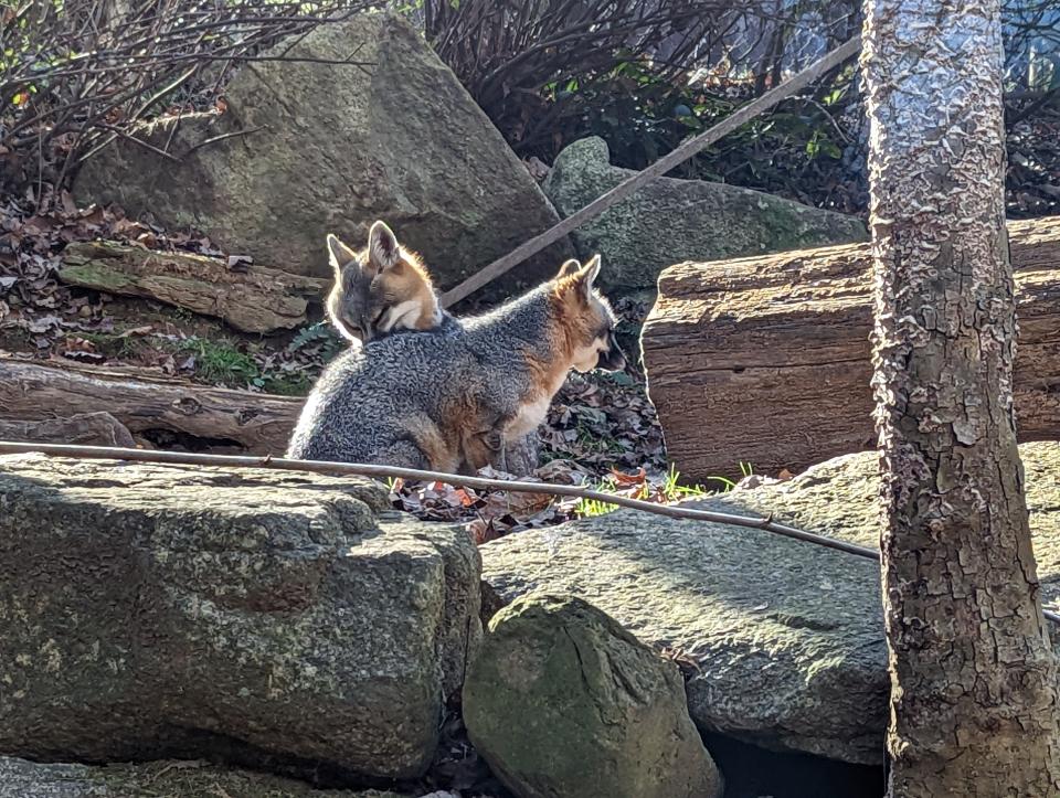 Gray Fox siblings Remi and Hunter at WNC Nature Center