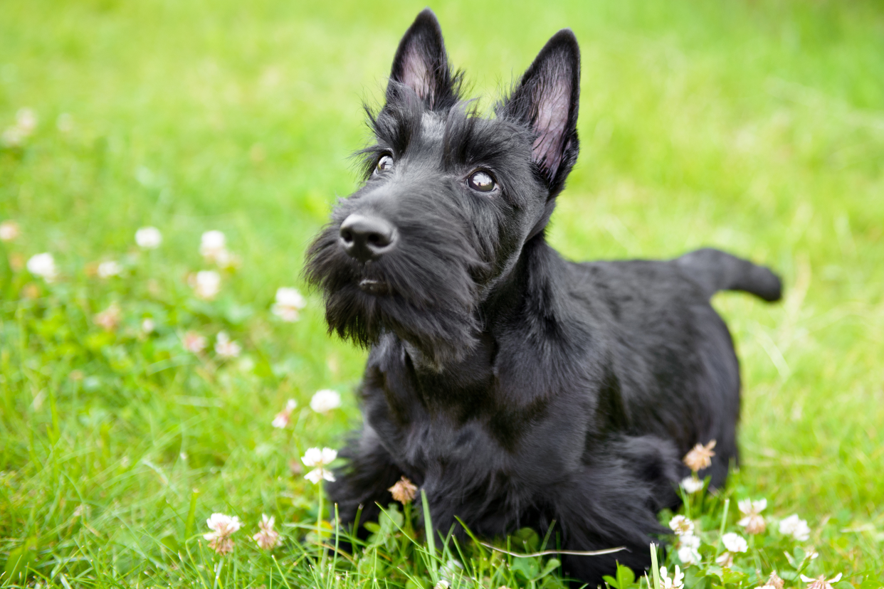 Closeup of a black Scottish Terrier looking up while standing in the grass with a blurred background