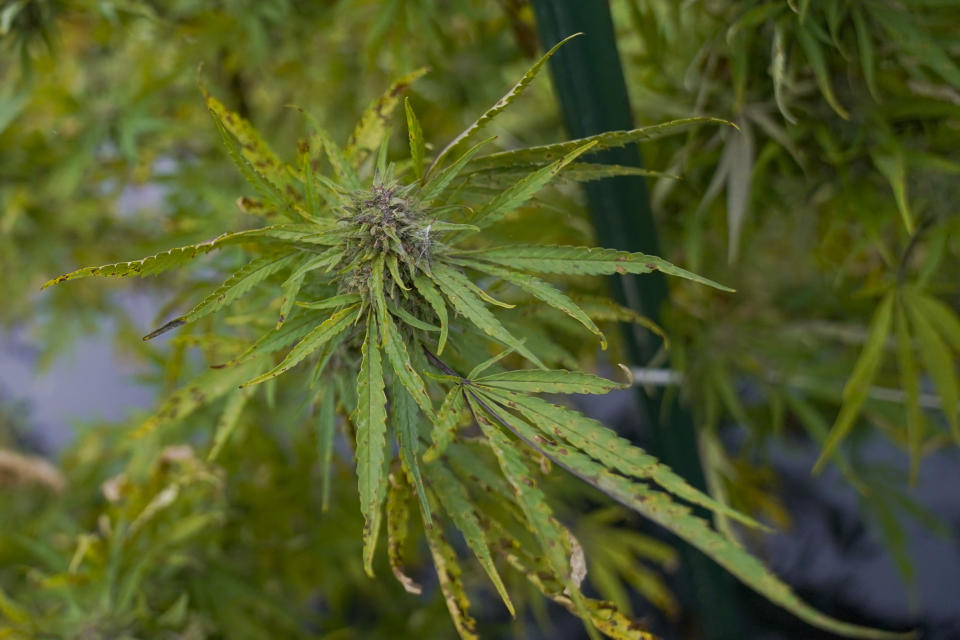 FILE - Marijuana plants for the adult recreational market that are ready for harvesting are seen in the field at a farm in Suffolk County, N.Y., Tuesday, Oct. 4, 2022. A variety of new laws take effect Sunday, Jan. 1, 2023 that could have an impact on people's finances and, in some cases, their personal liberties.(AP Photo/Mary Altaffer, File)