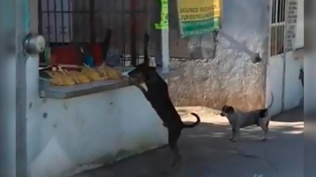 Pocos imaginaron lo que haría este perro. Foto: YouTube