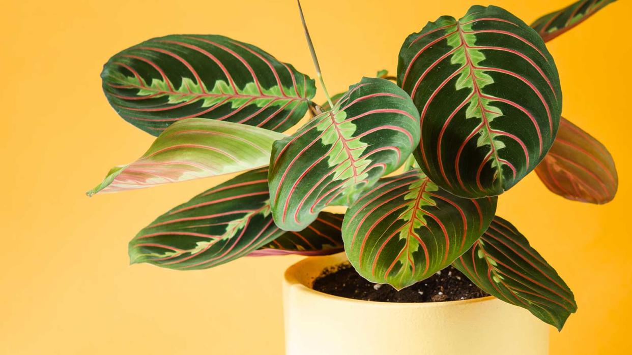  prayer plant and orange backdrop 