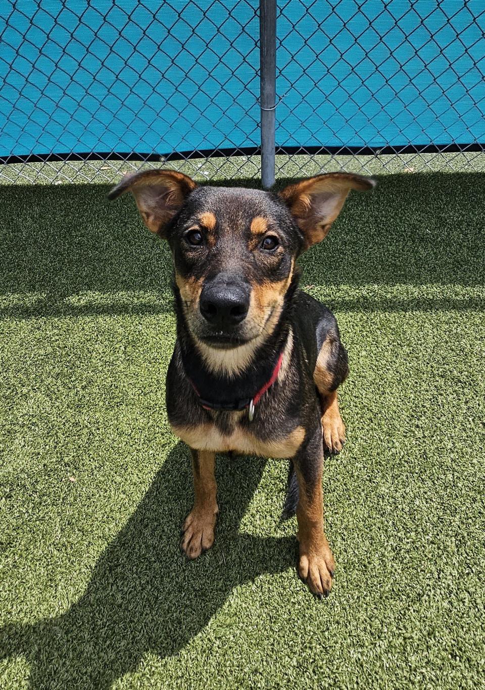 Olivia loves to chase. In fact, her adoption papers say no home with small kids or other pets because she will be chasing them all day. She loves to chase a ball, play tug of war or hang out in the pool. She’s still a puppy, so manners school should be a must.