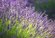 <p>Cette jolie plante qui pousse à profusion dans le sud de la France peut vous aider à réduire votre anxiété et votre temps d'endormissement. Comment ? D’après des scientifiques japonais sentir de la lavande pendant au moins 5 minutes par jour est bénéfique sur le stress et notamment sur la réduction de l’hormone du stress, le cortisol. </p> <br><a href="https://www.femina.fr/diaporama/ces-plantes-a-placer-dans-votre-chambre-vous-aideront-a-trouver-le-sommeil#xtor=AL-34" rel="nofollow noopener" target="_blank" data-ylk="slk:Voir la suite des photos sur Femina.fr;elm:context_link;itc:0;sec:content-canvas" class="link ">Voir la suite des photos sur Femina.fr</a><br><h3>A lire aussi</h3><ul><li><a href="https://www.femina.fr/diaporama/quelles-sont-les-viennoiseries-les-moins-grasses-classement#xtor=AL-34" rel="nofollow noopener" target="_blank" data-ylk="slk:Quelle est la viennoiserie la moins grasse ? Le classement en images;elm:context_link;itc:0;sec:content-canvas" class="link ">Quelle est la viennoiserie la moins grasse ? Le classement en images</a></li><li><a href="https://www.femina.fr/diaporama/vitamine-c-ces-aliments-naturels-en-contiennent-infiniment-plus-que-l-orange-et-le-citron#xtor=AL-34" rel="nofollow noopener" target="_blank" data-ylk="slk:Vitamine C : ces aliments naturels en contiennent infiniment plus que l’orange et le citron;elm:context_link;itc:0;sec:content-canvas" class="link ">Vitamine C : ces aliments naturels en contiennent infiniment plus que l’orange et le citron</a></li><li><a href="https://www.femina.fr/diaporama/15-aliments-coupe-faim-pour-eviter-de-grignoter-pendant-la-journee#xtor=AL-34" rel="nofollow noopener" target="_blank" data-ylk="slk:15 aliments coupe-faim pour éviter de grignoter pendant la journée;elm:context_link;itc:0;sec:content-canvas" class="link ">15 aliments coupe-faim pour éviter de grignoter pendant la journée</a></li><li><a href="https://www.femina.fr/diaporama/vitamine-b12-c-est-cet-aliment-vegetarien-qui-en-contient-le-plus-loin-devant-la-viande#xtor=AL-34" rel="nofollow noopener" target="_blank" data-ylk="slk:Vitamine B12 : c’est cet aliment végétarien qui en contient le plus, loin devant la viande;elm:context_link;itc:0;sec:content-canvas" class="link ">Vitamine B12 : c’est cet aliment végétarien qui en contient le plus, loin devant la viande</a></li><li><a href="https://www.femina.fr/diaporama/ces-aliments-sans-lait-sont-les-plus-riches-en-calcium-le-premier-en-contient-presque-autant-que-le-lait-en-poudre#xtor=AL-34" rel="nofollow noopener" target="_blank" data-ylk="slk:Ces aliments sans lait sont les plus riches en calcium. Le premier en contient autant que le lait en poudre !;elm:context_link;itc:0;sec:content-canvas" class="link ">Ces aliments sans lait sont les plus riches en calcium. Le premier en contient autant que le lait en poudre !</a></li></ul>