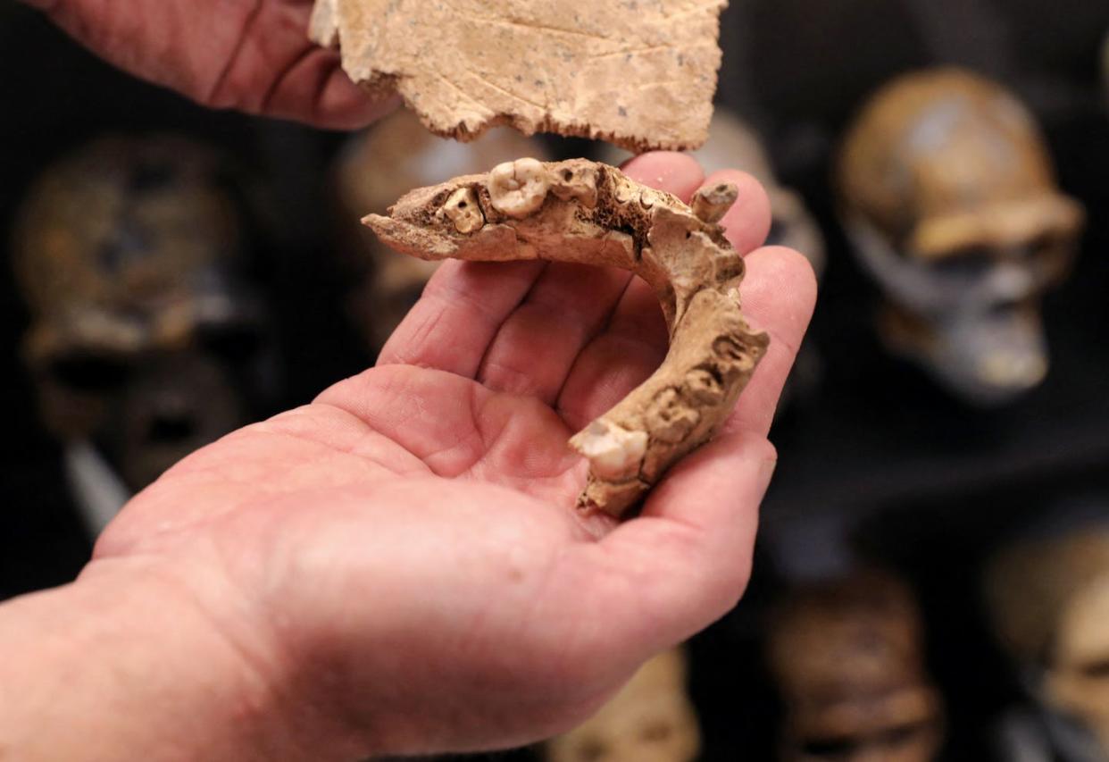 Any hominid fossil find with molar teeth can be plugged into a new equation that reveals its species' prenatal growth rate. <a href="https://www.gettyimages.com/detail/news-photo/archaeologist-yossi-zaidner-from-the-hebrew-universitys-news-photo/1233682440?phrase=human%20fossil%20skull" rel="nofollow noopener" target="_blank" data-ylk="slk:Gil Cohen-Magen/AFP via Getty Images;elm:context_link;itc:0;sec:content-canvas" class="link ">Gil Cohen-Magen/AFP via Getty Images</a>