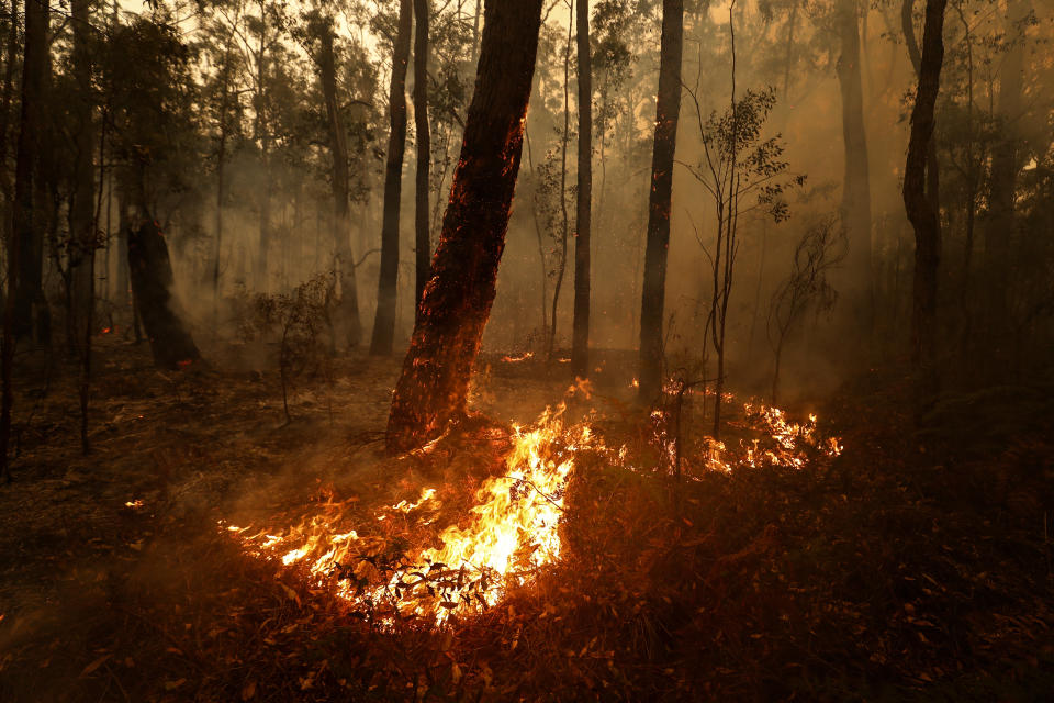 L'Australia continua a bruciare (Photo by Darrian Traynor/Getty Images)