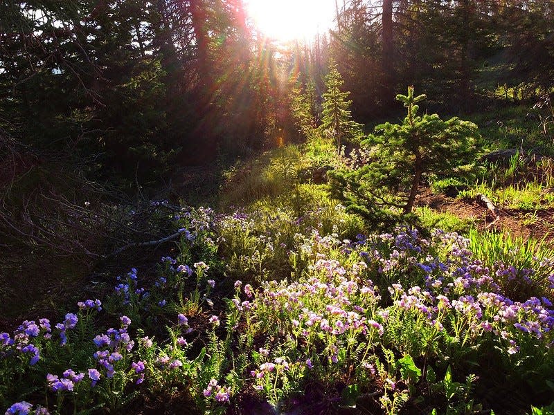 Wildflowers along the Mosca Pass Trail illustrate the wide array of landscapes at Great Sand Dunes National Park.