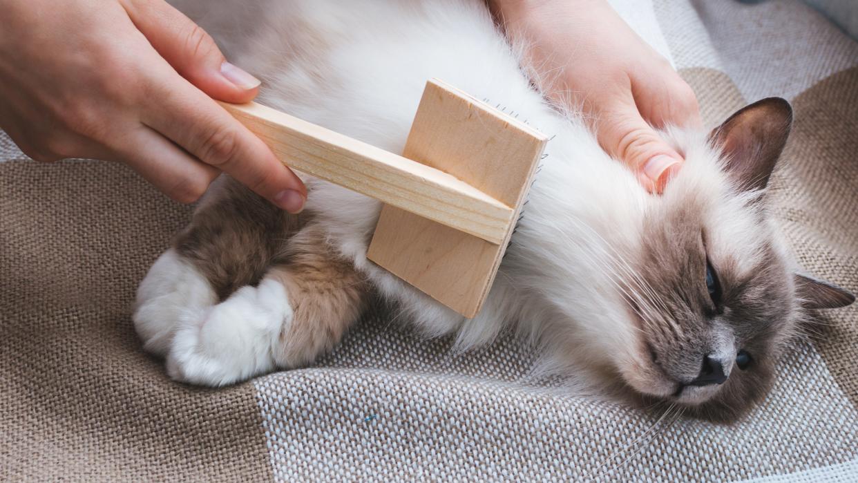 Young cat being brushed