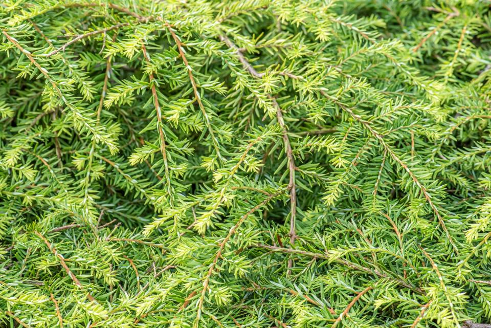 Canadian Hemlock