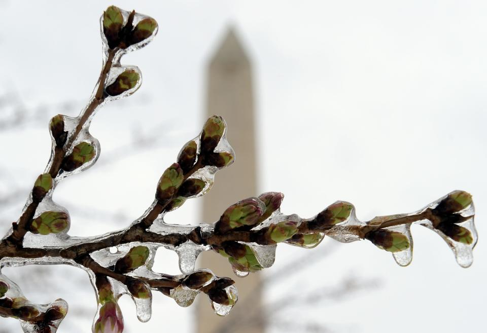 FILE - In this March 14, 2017 file photo,  Washington's famed cherry blossoms are covered in ice during a late winter storm in Washington, looking toward the Washington Monument. The National Park Service is concerned about the impact of cold weather on the blossoms.