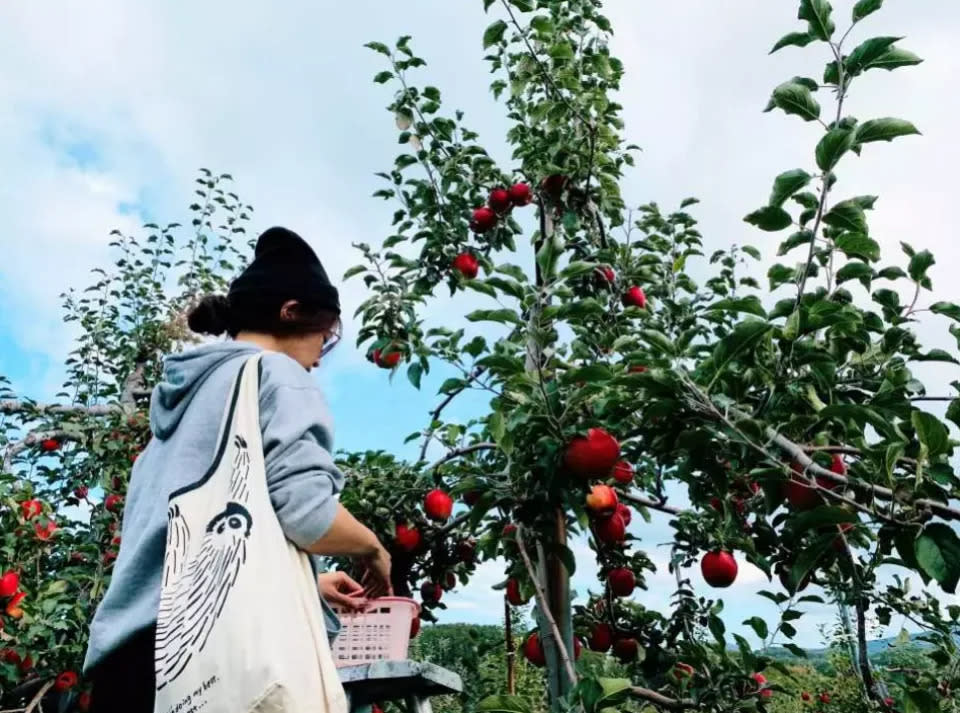 日本旅遊｜任摘任食水果團優惠推介！買1送1人均低至$313起 任食山梨水蜜桃/富良野赤肉哈密瓜/激甜麝香葡萄