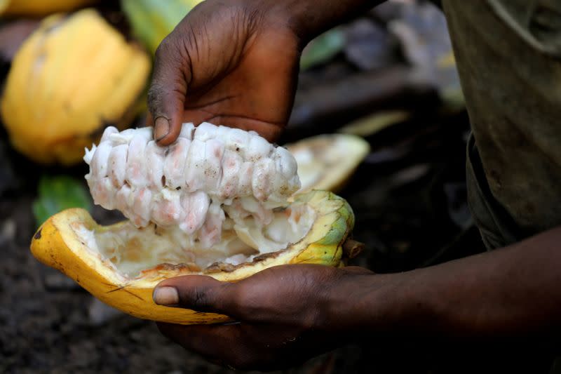 FILE PHOTO: A farmer opens a cocoa pod at a cocoa farm in Bobia, Gagnoa, Ivory Coast