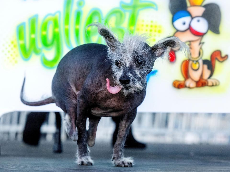 Scooter struts across a stage while competing in the World's Ugliest Dog Contest at the Sonoma-Marin Fair in Petaluma, California on June 23, 2023.