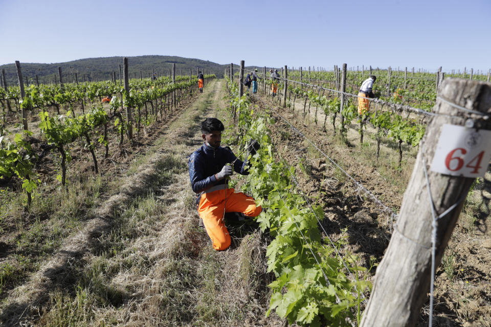 Jawad Jawad, of Pakistan, works on a grapevine at the Nardi vineyard in Casal del Bosco, Italy, Thursday, May 27, 2021. It is a long way, and a risky one. But for this group of migrants at least it was worth the effort. They come from Ghana, Togo, Sierra Leone, Pakistan, Guinea Bissau, among other countries. They all crossed the Sahara desert, then from Libya the perilous Mediterranean Sea until they reached Italian shores, now they find hope working in the vineyards of Tuscany to make the renown Brunello wine. (AP Photo/Gregorio Borgia)